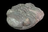Reddish, Enrolled Morocops Trilobite - Nice Eye Facets #85547-2